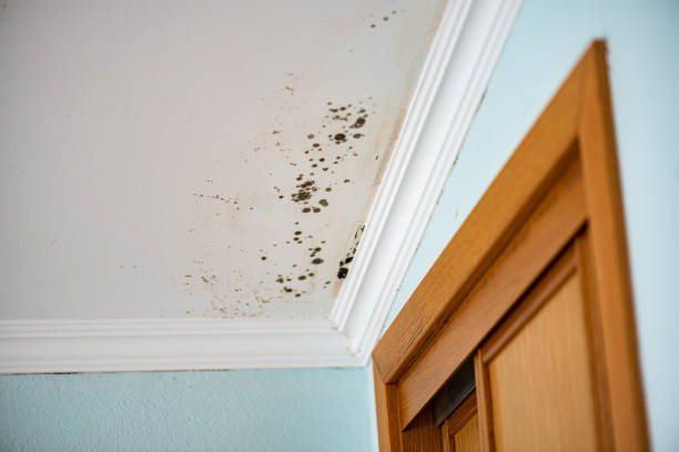 Best Local Mold Removal Service  in Elsa, TX