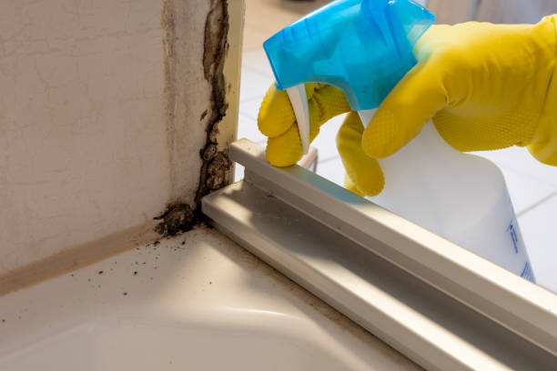 Best Crawl Space Mold Removal  in Elsa, TX