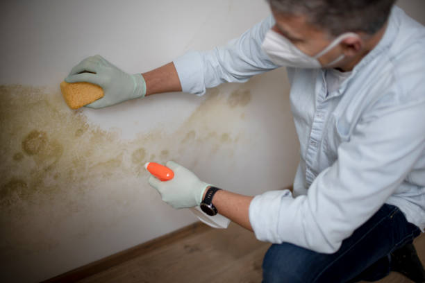 Best Crawl Space Mold Removal  in Elsa, TX