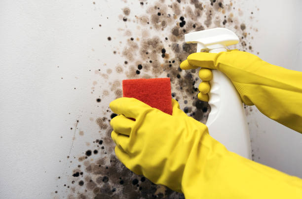 Best Office Mold Removal Services  in Elsa, TX