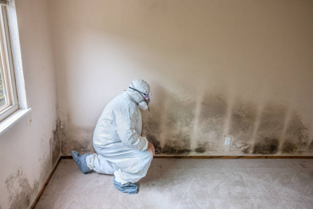Professional Mold Removal in Elsa, TX