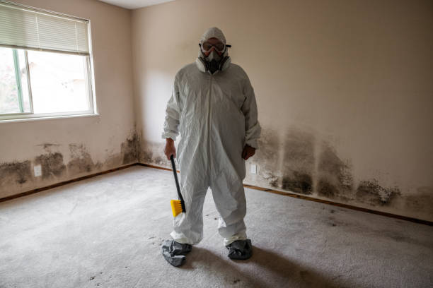 Best Attic Mold Removal  in Elsa, TX