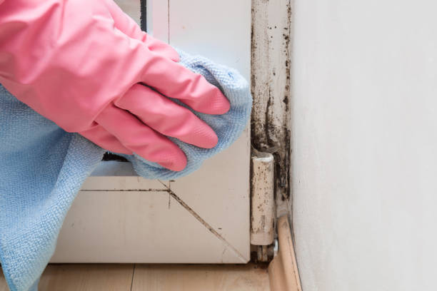 Professional Mold Removal in Elsa, TX